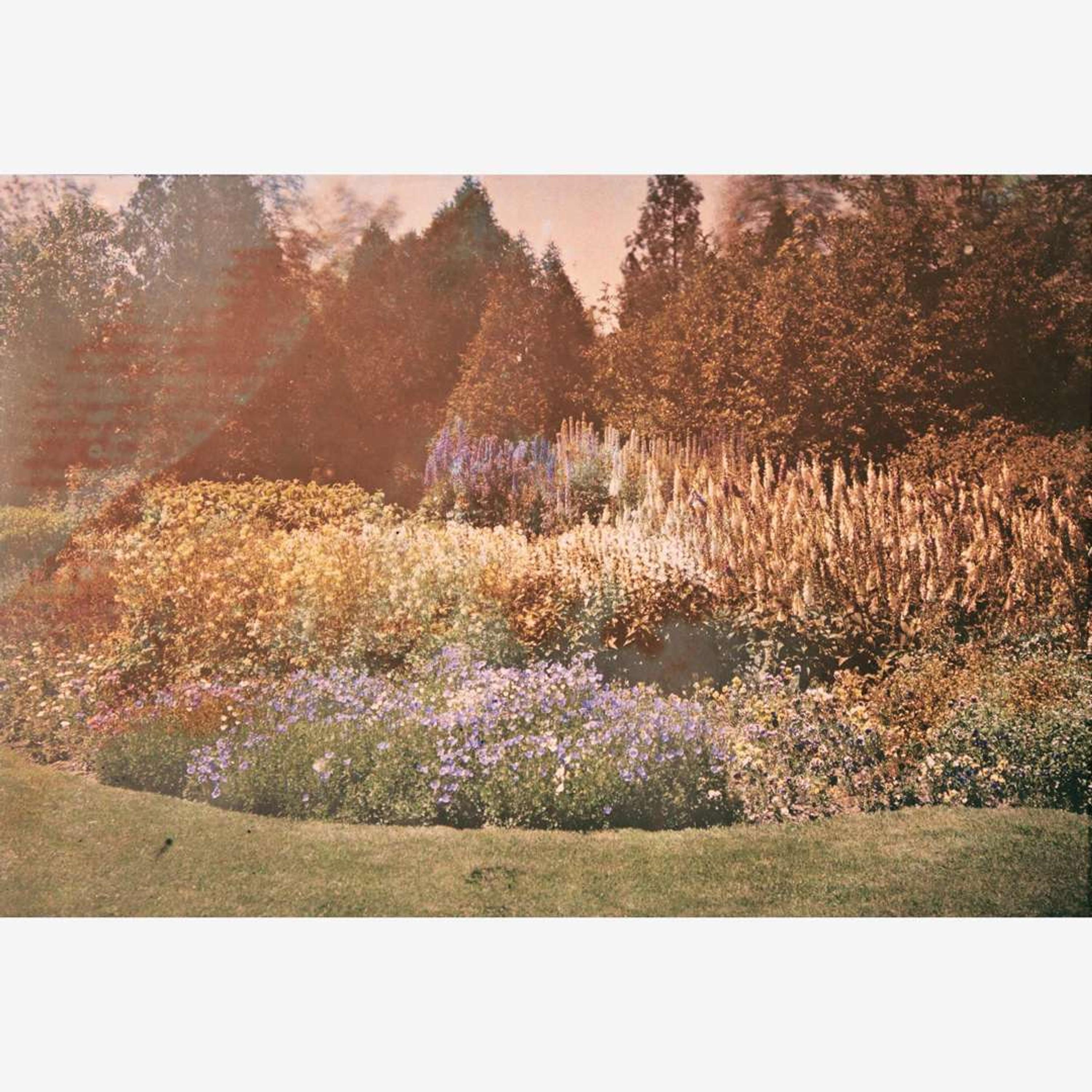 [Gardening] [Farrand, Beatrix] Group of 4 Autochromes
