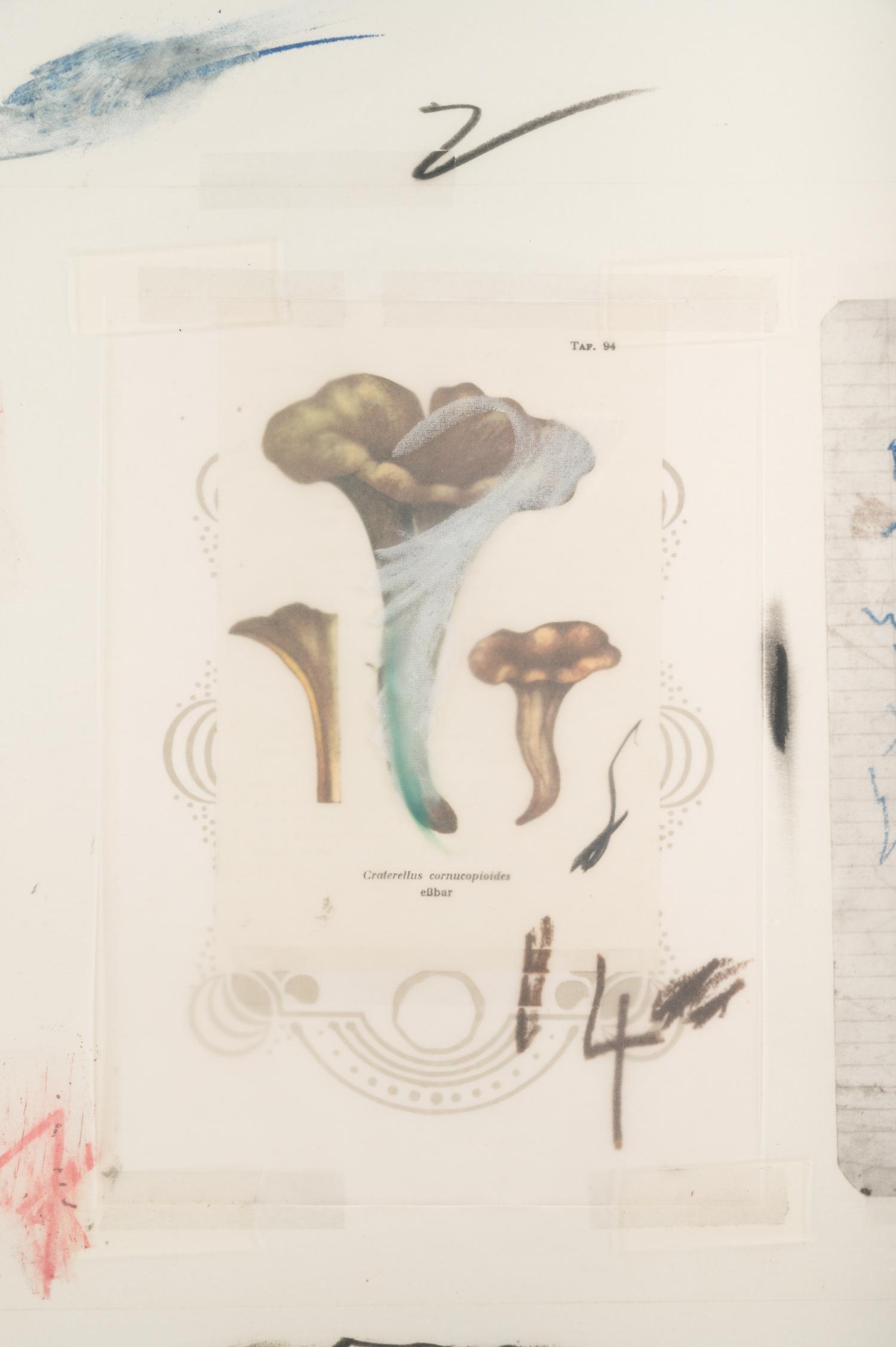 Natural History Part I, Mushrooms: Plate VI