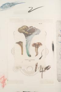 Natural History Part I, Mushrooms: Plate VI