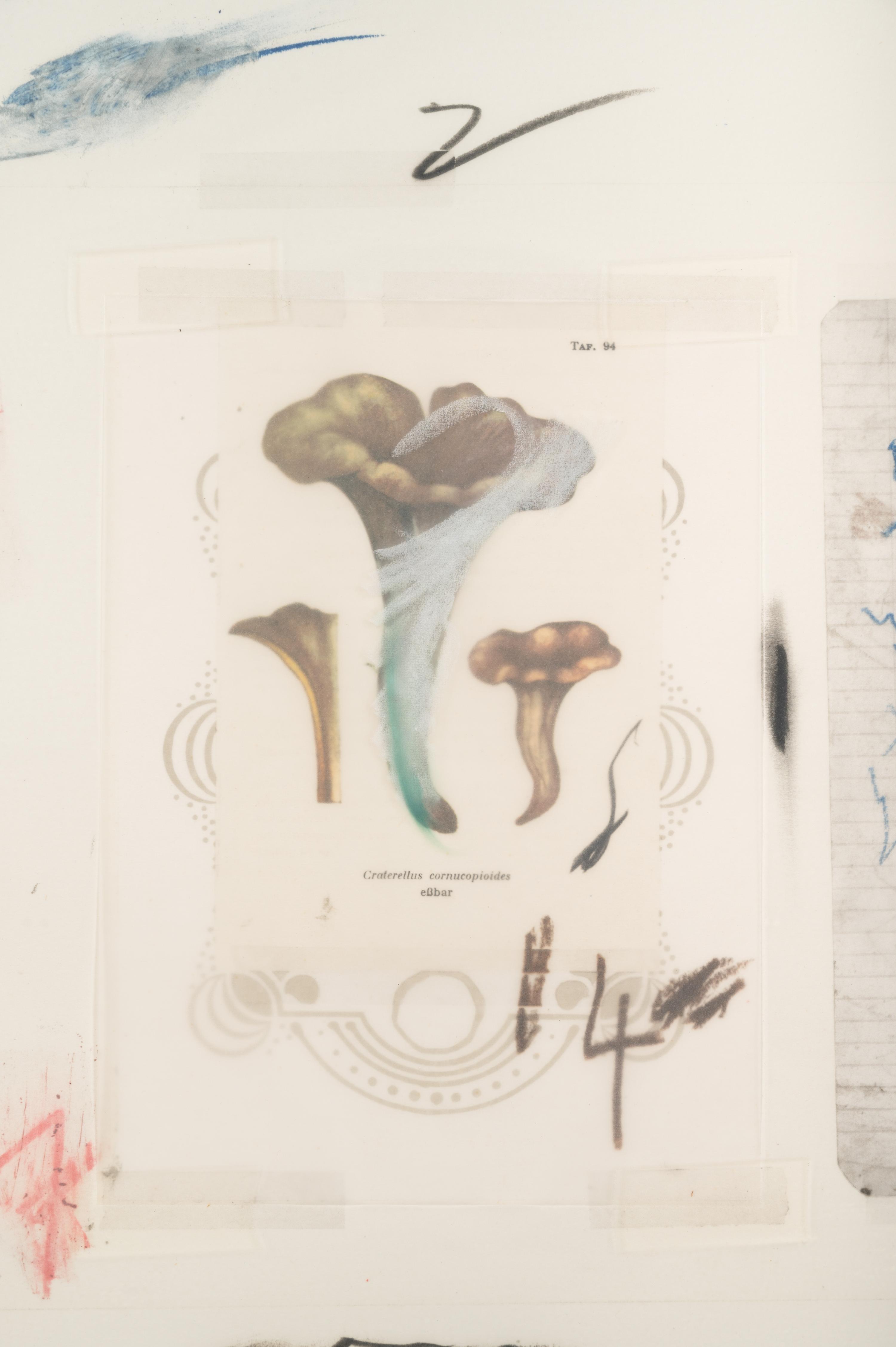 Natural History Part I, Mushrooms: Plate VI
