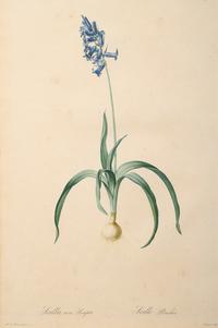 A Set of Six Botanical Artworks