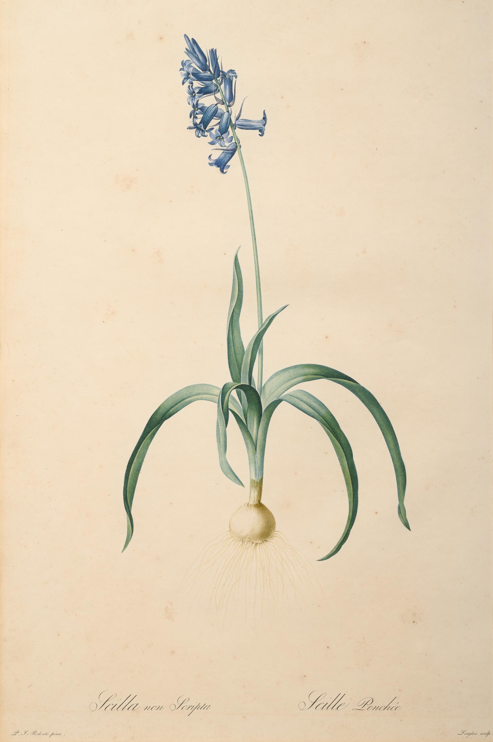 A Set of Six Botanical Artworks