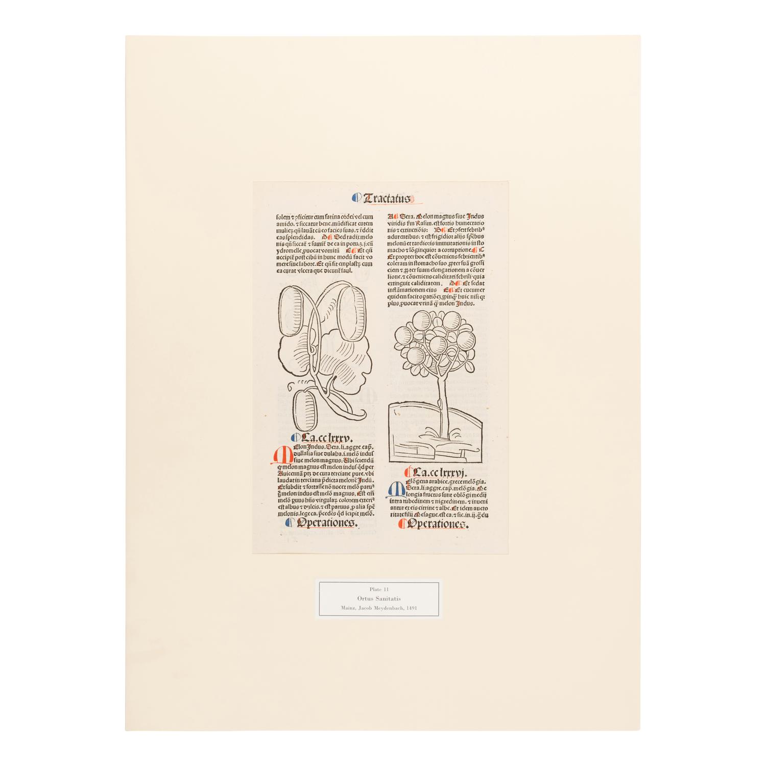 [Natural History]. Nissen, Claus. Herbals of Five Centuries. 50 Original Leaves... Zurich, Olten, and Munich: L'Art Ancien S.A.; Weiss-Hesse; and Robert Wolfle, 1958.
