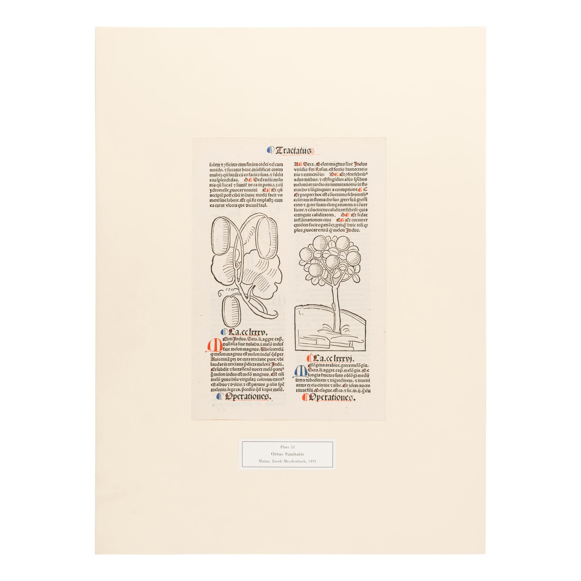 [Natural History]. Nissen, Claus. Herbals of Five Centuries. 50 Original Leaves... Zurich, Olten, and Munich: L'Art Ancien S.A.; Weiss-Hesse; and Robert Wolfle, 1958.