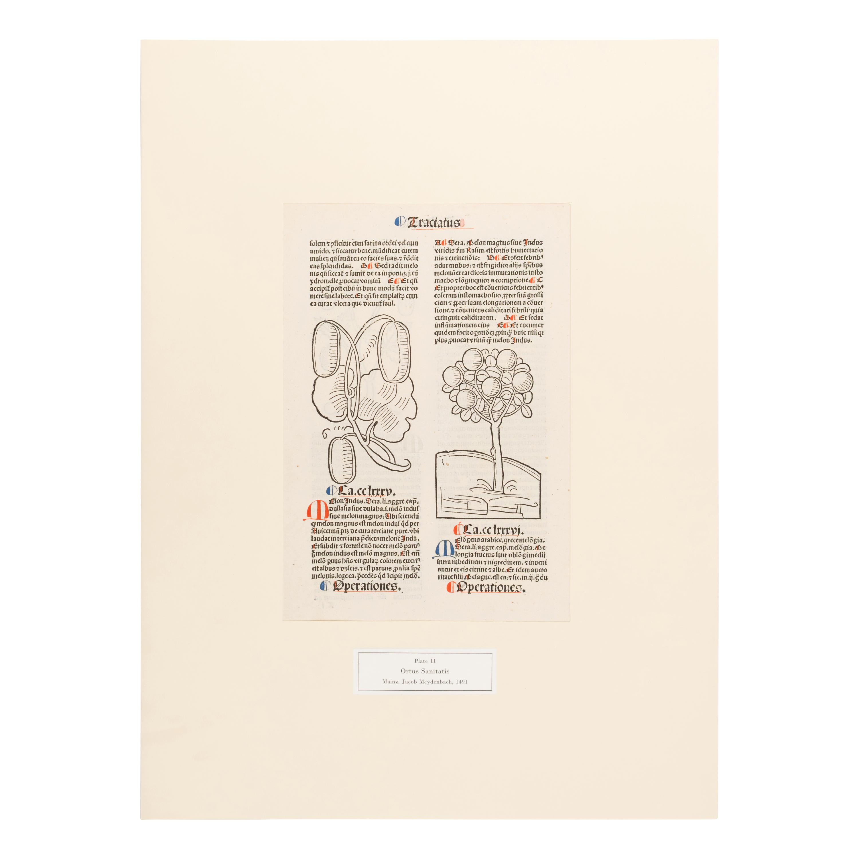 [Natural History]. Nissen, Claus. Herbals of Five Centuries. 50 Original Leaves... Zurich, Olten, and Munich: L'Art Ancien S.A.; Weiss-Hesse; and Robert Wolfle, 1958.