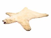 A Taxidermy Polar Bear Rug