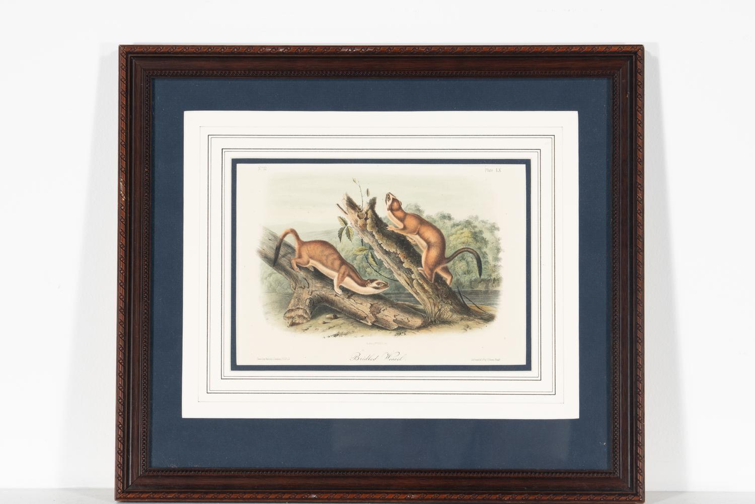 [Prints] Audubon, John James Group of 6 Lithographs from the Quadrupeds of America