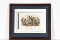 [Prints] Audubon, John James Group of 6 Lithographs from the Quadrupeds of America