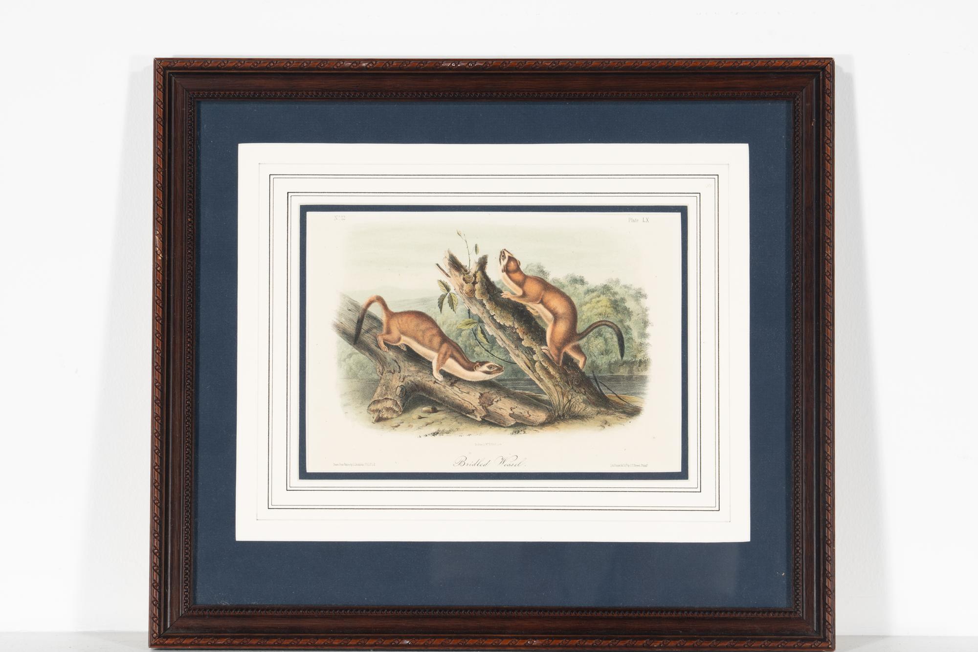 [Prints] Audubon, John James Group of 6 Lithographs from the Quadrupeds of America