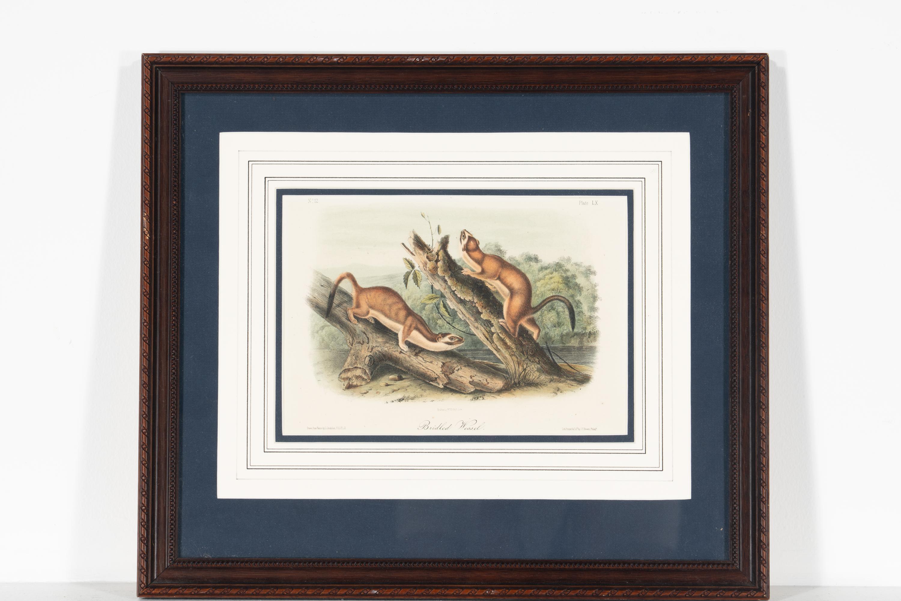 [Prints] Audubon, John James Group of 6 Lithographs from the Quadrupeds of America