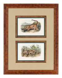 [Prints] Audubon, John James Group of 6 Lithographs from the Quadrupeds of America
