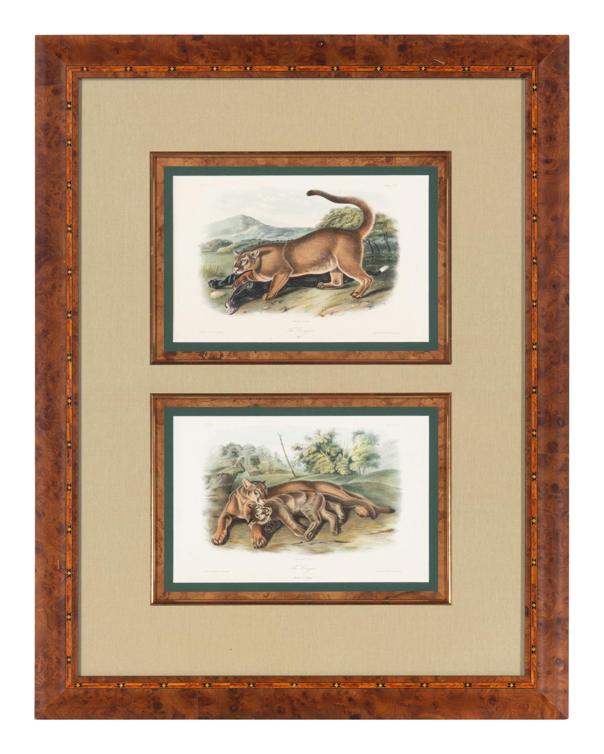 [Prints] Audubon, John James Group of 6 Lithographs from the Quadrupeds of America