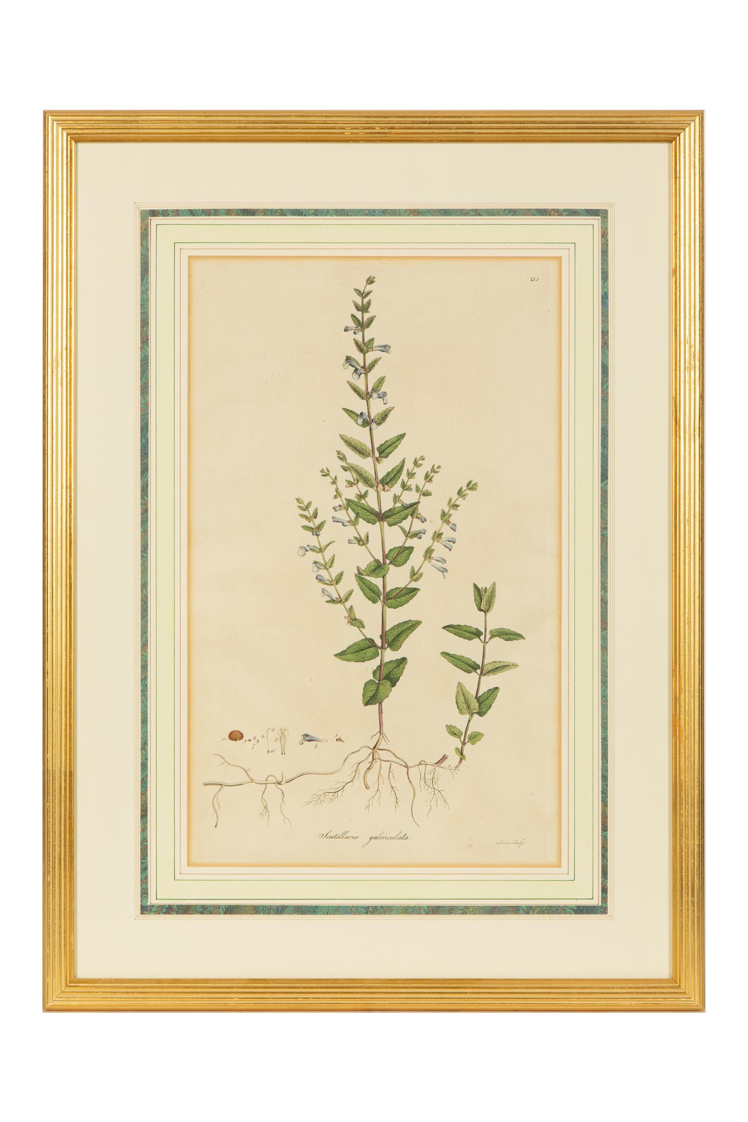 A Set of Eight Gilt Framed Hand Colored Botanical Etchings