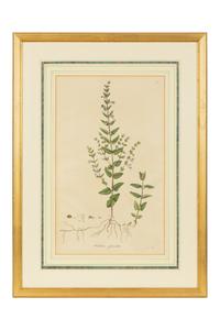 A Set of Eight Gilt Framed Hand Colored Botanical Etchings