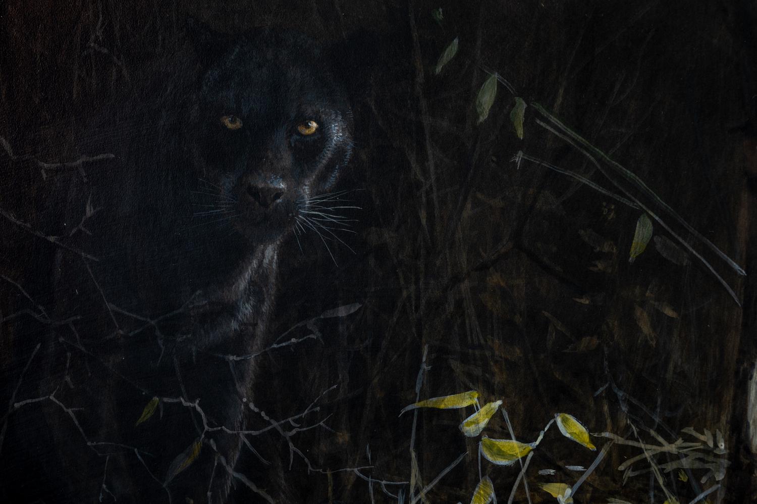 Black Leopard