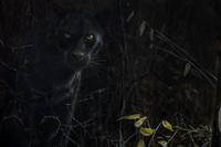 Black Leopard