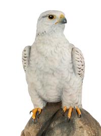 Dignity - Icelandic Gyrfalcon