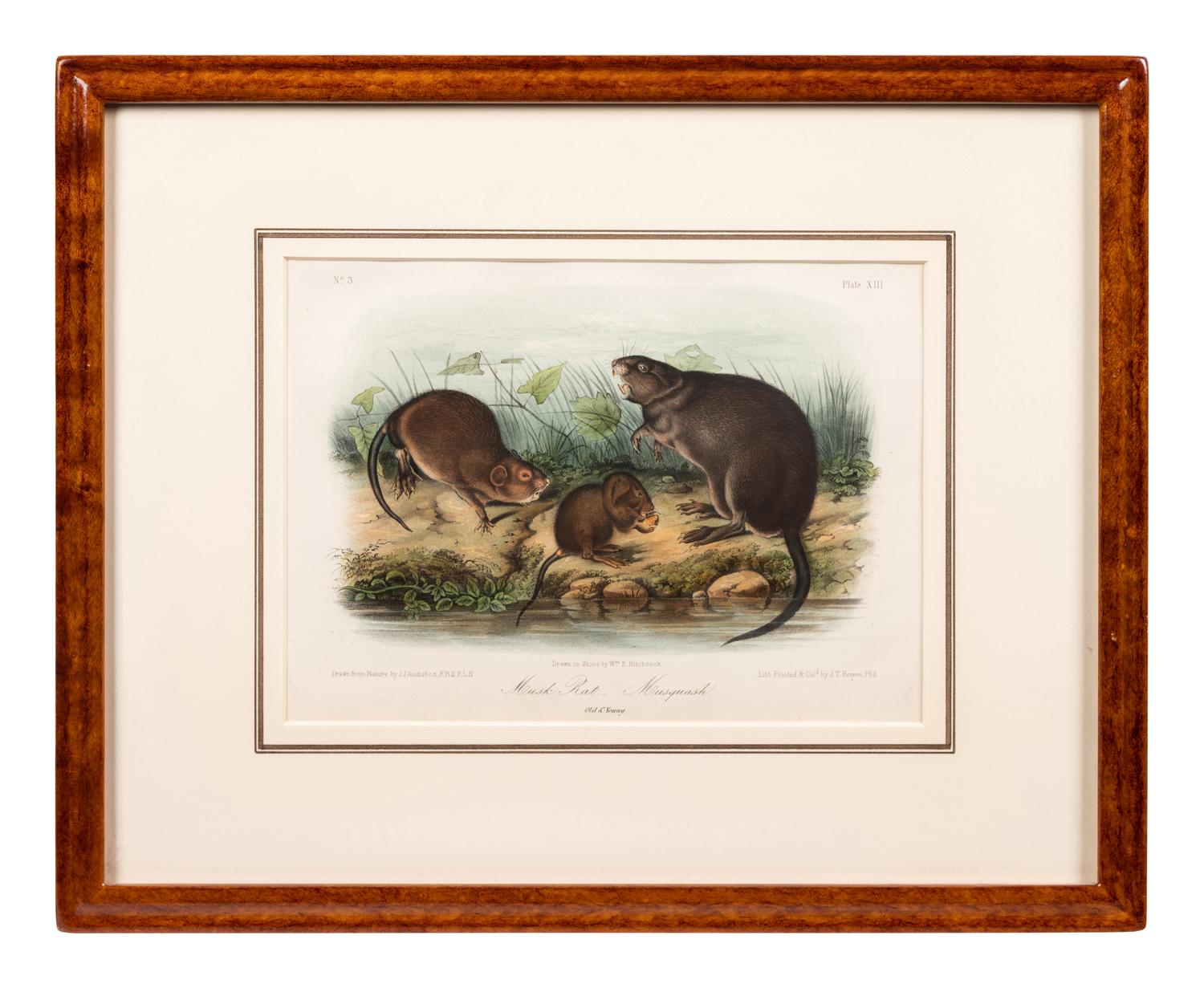 Grouped, see item 1 | A Group of Three Prints of North American Mammals, after John James Audubon (1785-1851) and John Woodhouse Audubon (1812-1862)