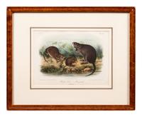 Grouped, see item 1 | A Group of Three Prints of North American Mammals, after John James Audubon (1785-1851) and John Woodhouse Audubon (1812-1862)