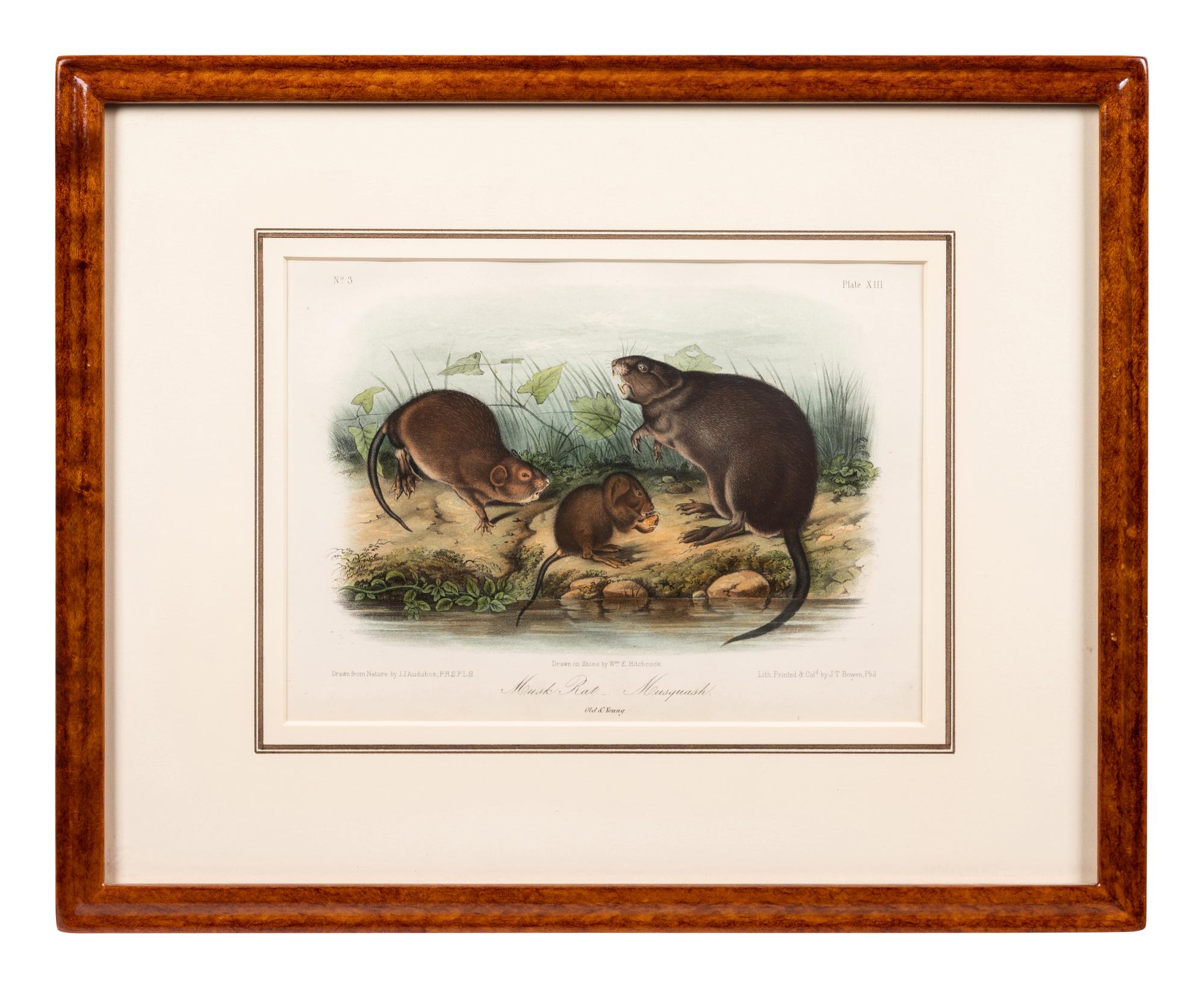 Grouped, see item 1 | A Group of Three Prints of North American Mammals, after John James Audubon (1785-1851) and John Woodhouse Audubon (1812-1862)