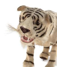 A French Jumping and Growling Tiger Automaton