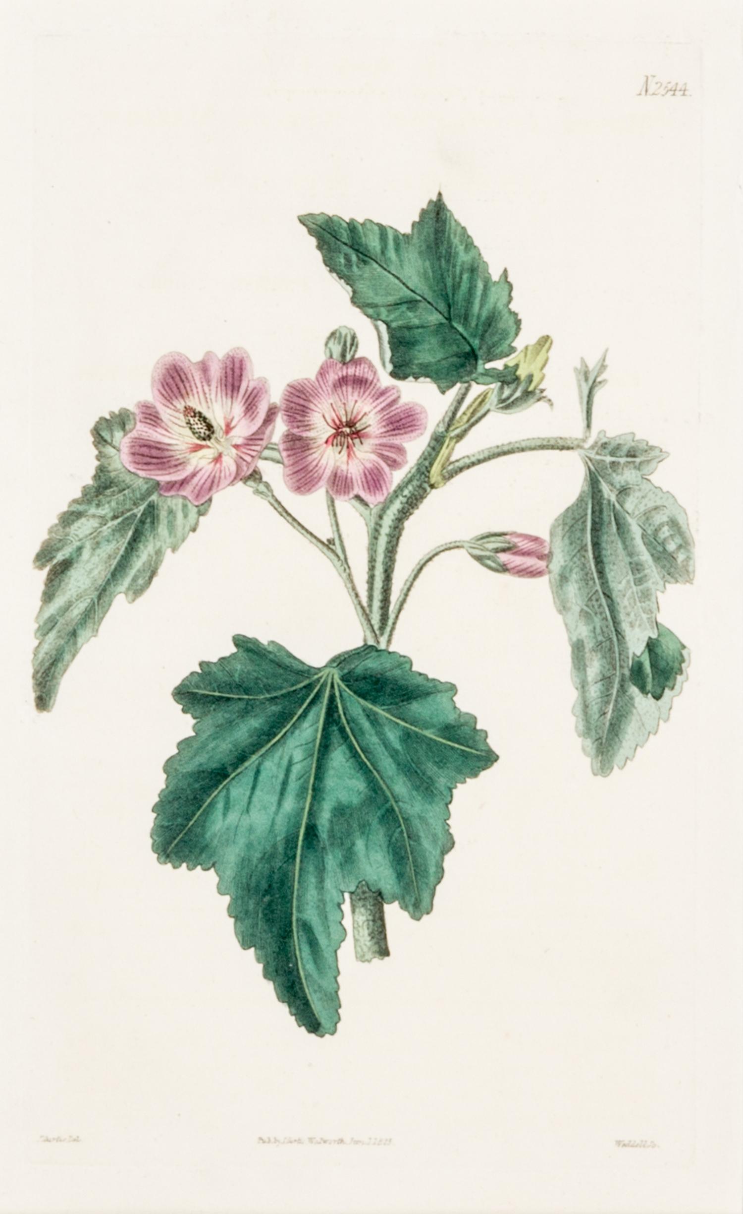 CURTIS, SAMUEL. A collection of eight hand-colored engravings from Botanical Magazine. (London, 1823-1826)