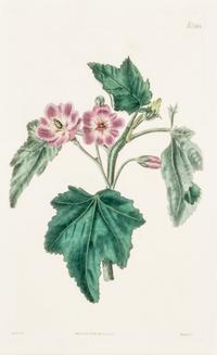 CURTIS, SAMUEL. A collection of eight hand-colored engravings from Botanical Magazine. (London, 1823-1826)