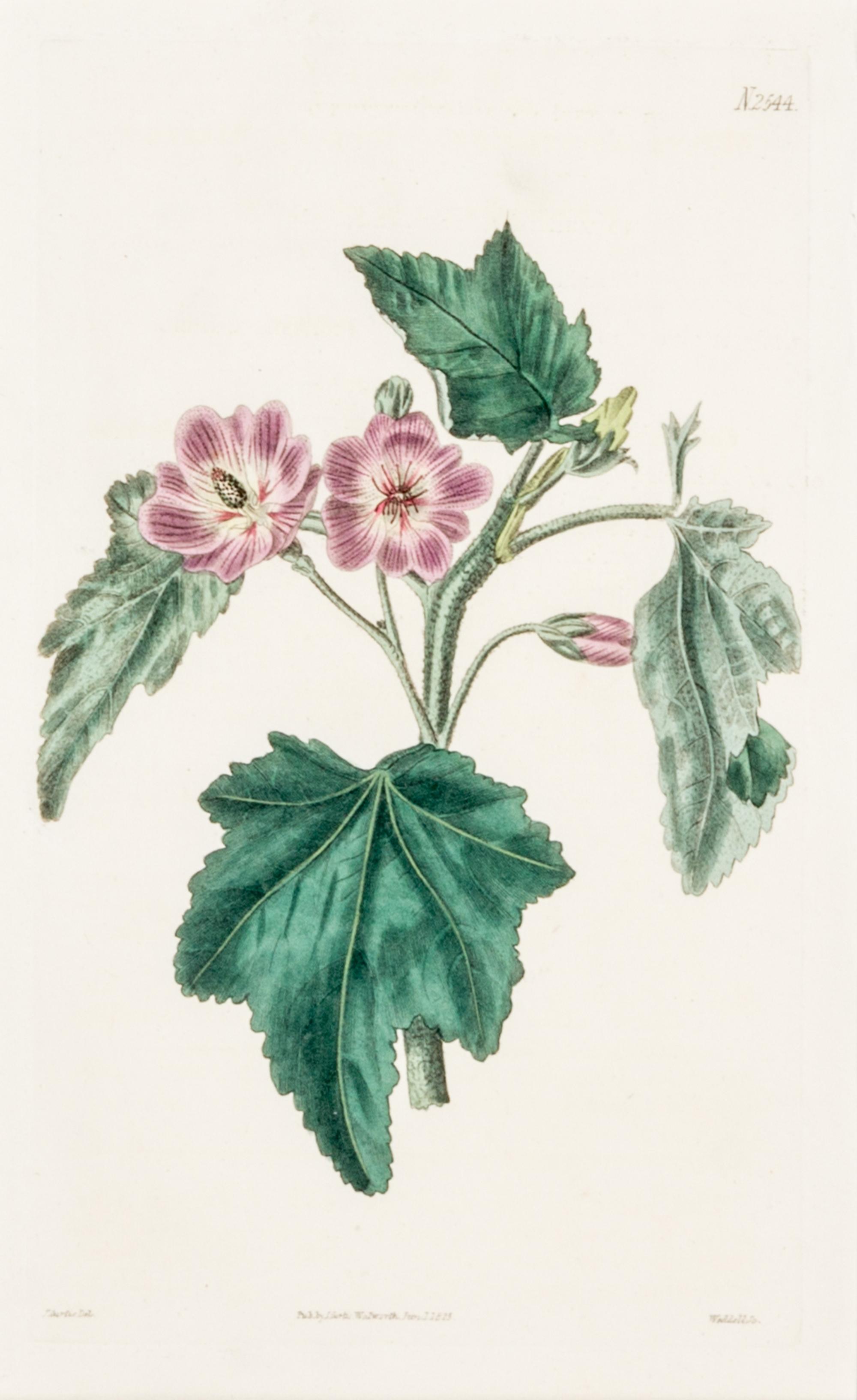 CURTIS, SAMUEL. A collection of eight hand-colored engravings from Botanical Magazine. (London, 1823-1826)