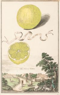 Six Hand-Colored Citrus Fruit Engravings