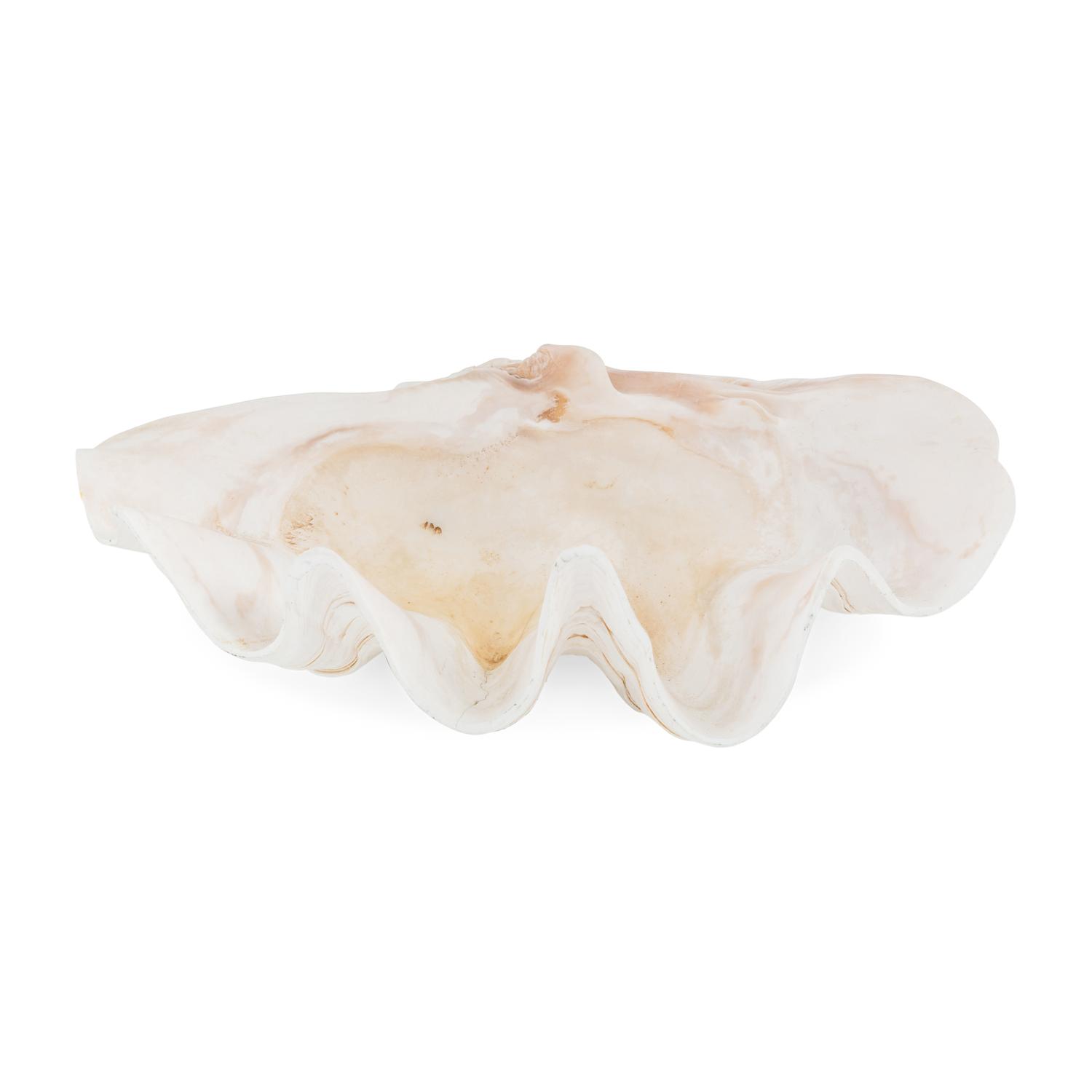A Tridacna Gigas Clam Shell