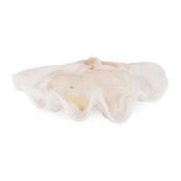 A Tridacna Gigas Clam Shell