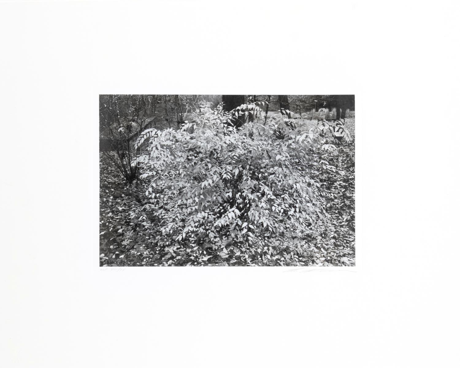 Photographs of Flowers