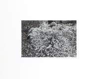 Photographs of Flowers