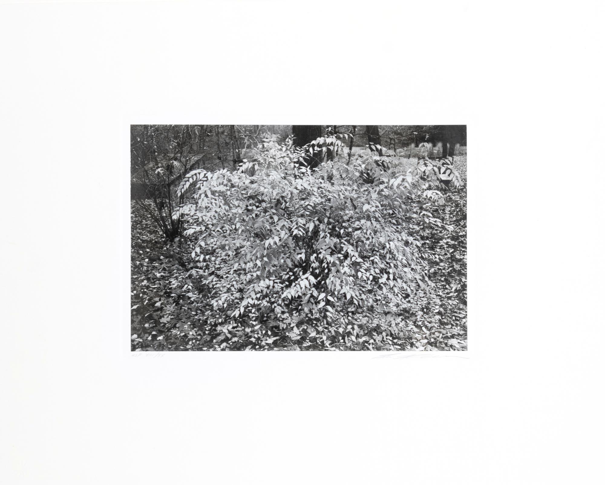 Photographs of Flowers