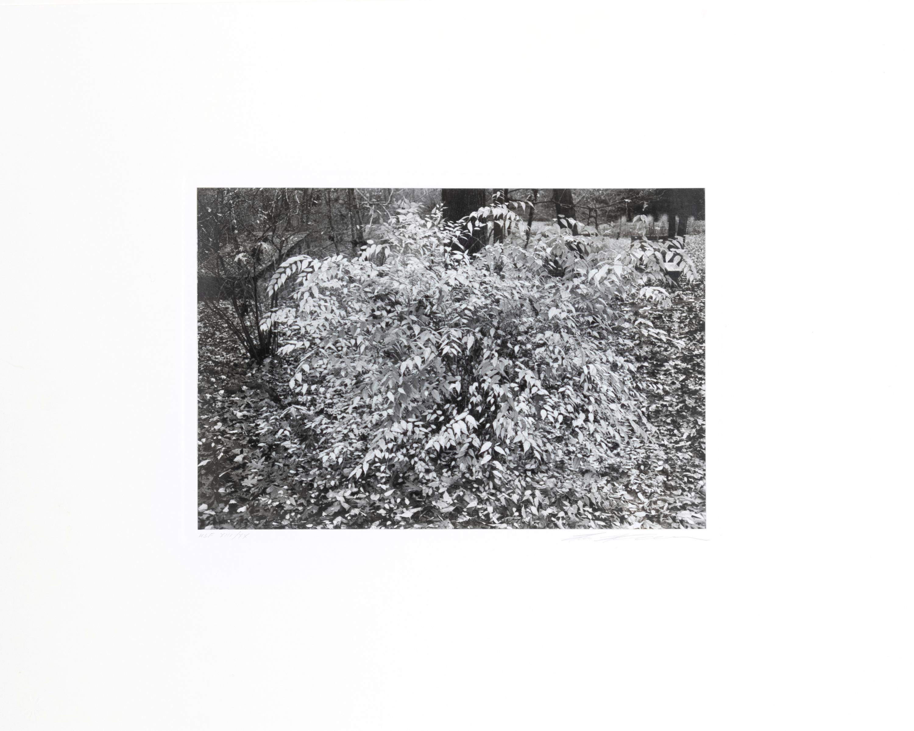 Photographs of Flowers