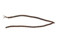 Plains Child's German Silver Concha Belt and Drop