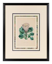 A Collection of Six English Botanical Engravings — 20TH CENTURY