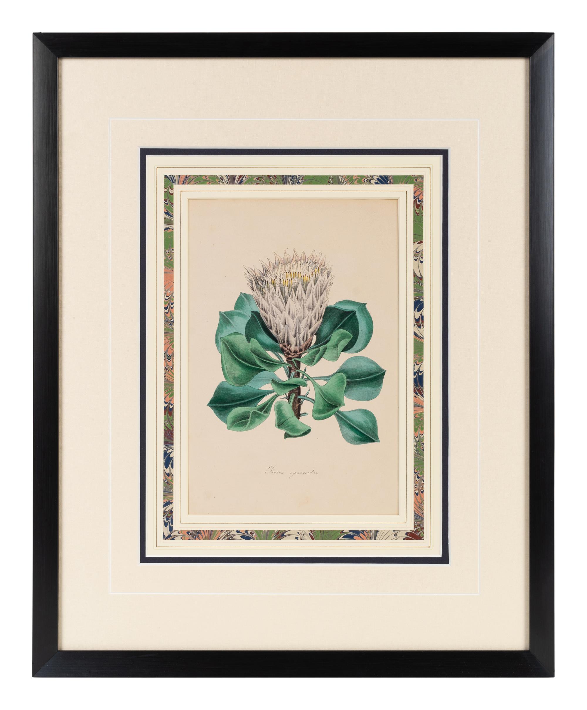 A Collection of Six English Botanical Engravings — 20TH CENTURY