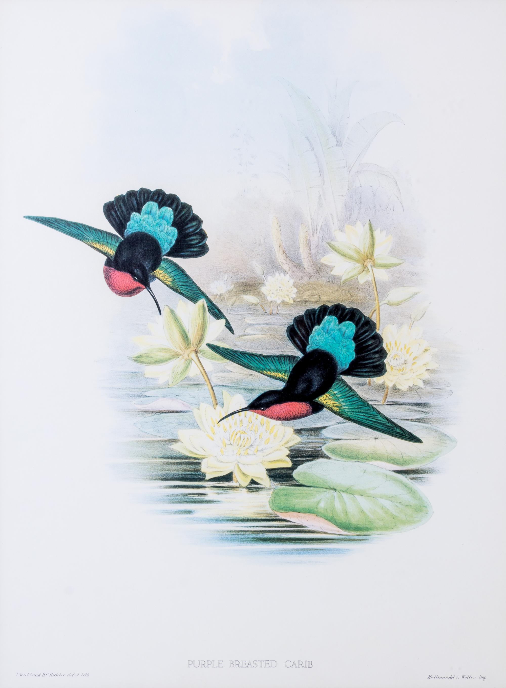 GOULD, JOHN. Four lithographs from Monograph of the Trochilidae, or Family of Humming-birds.