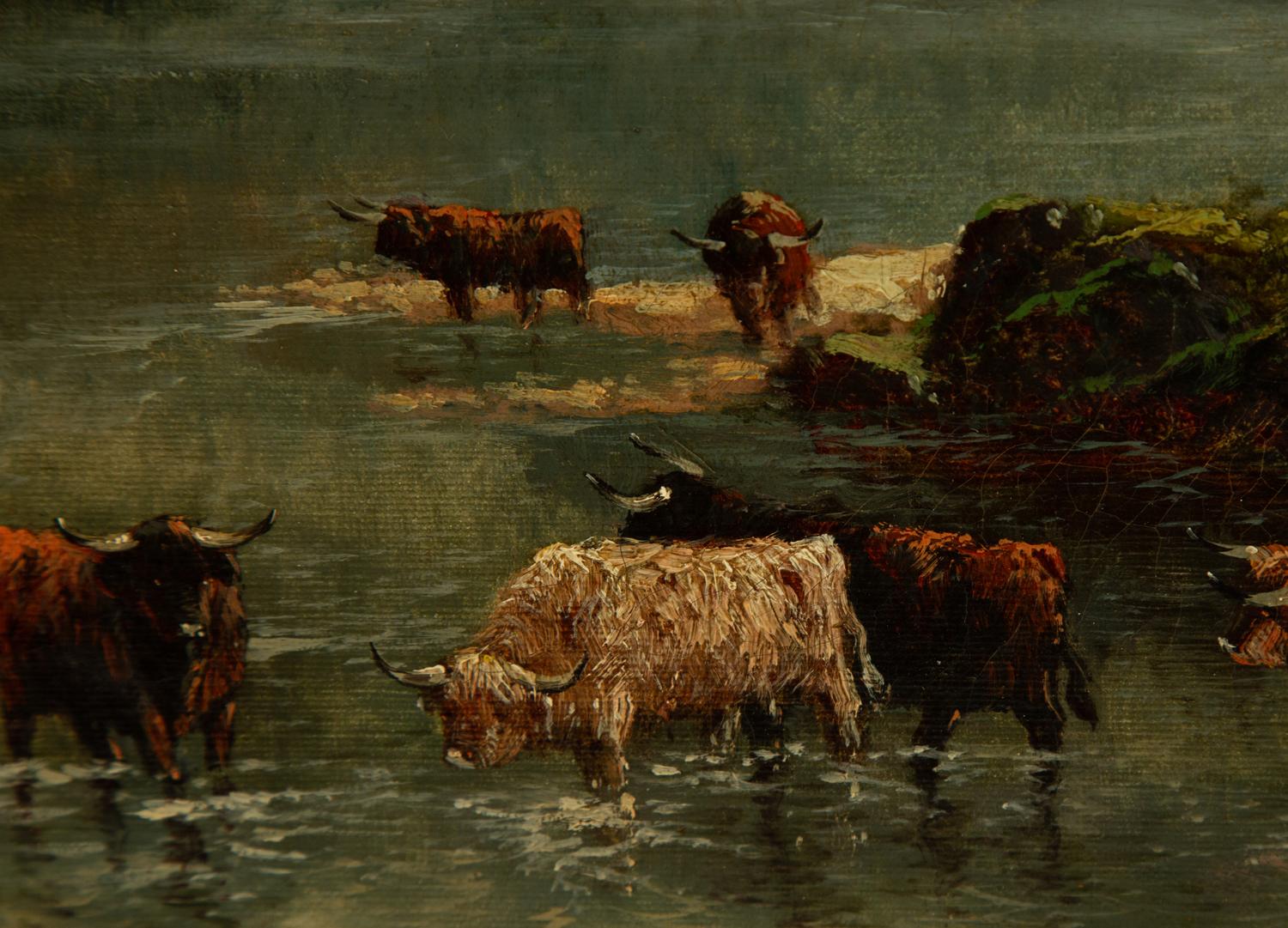 Highland Cattle