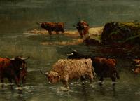Highland Cattle
