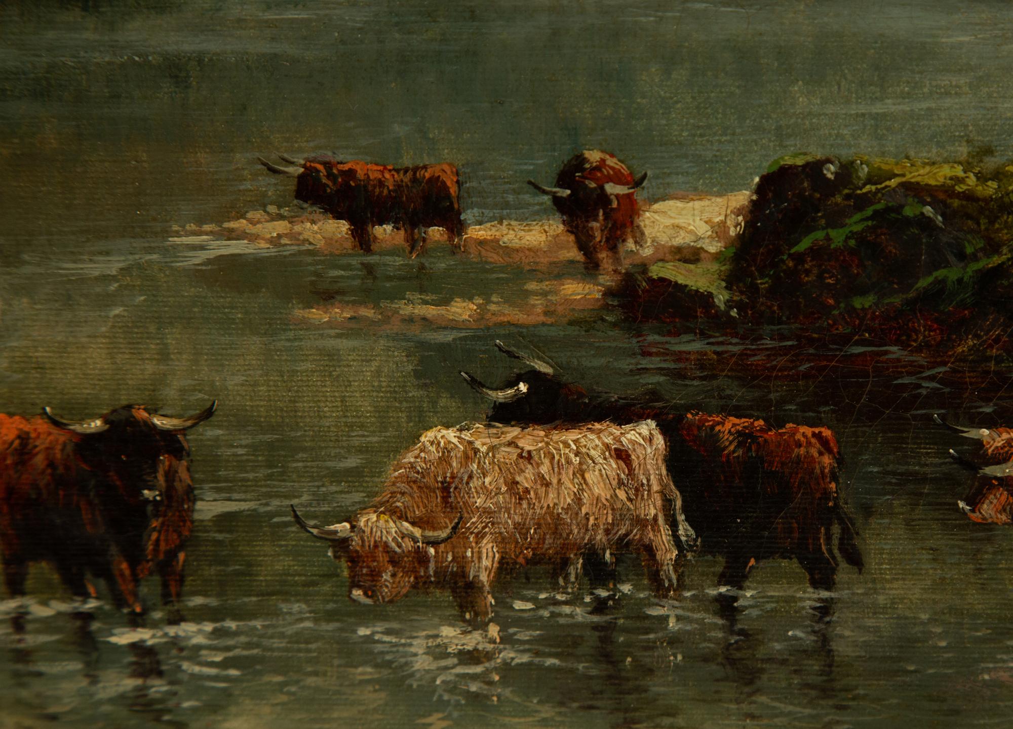 Highland Cattle