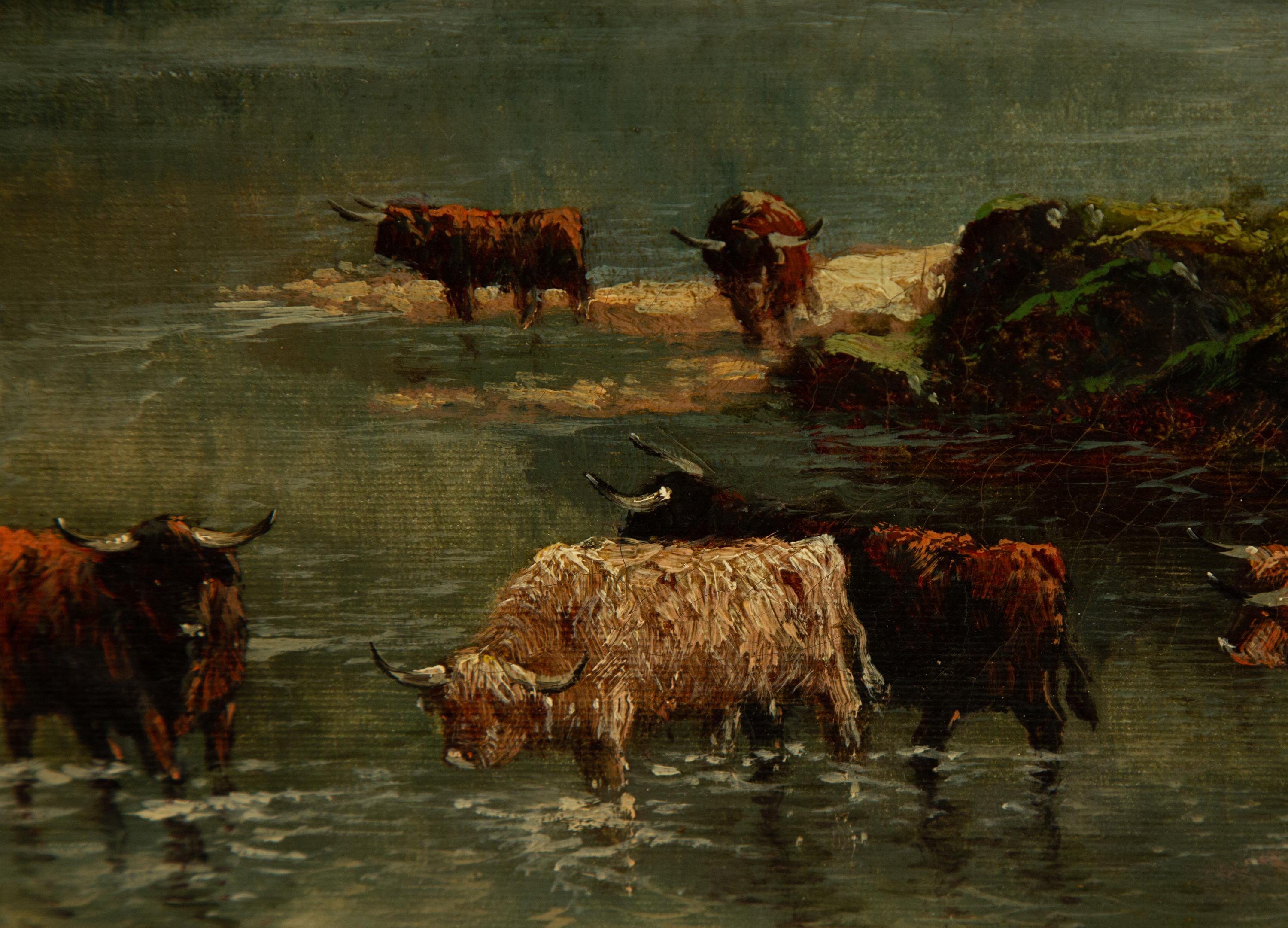 Highland Cattle