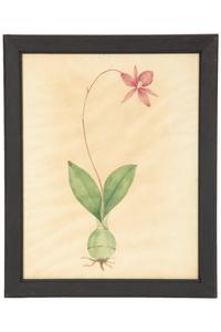 A Set of Eighteen Framed English Botanical Watercolor Illustrations