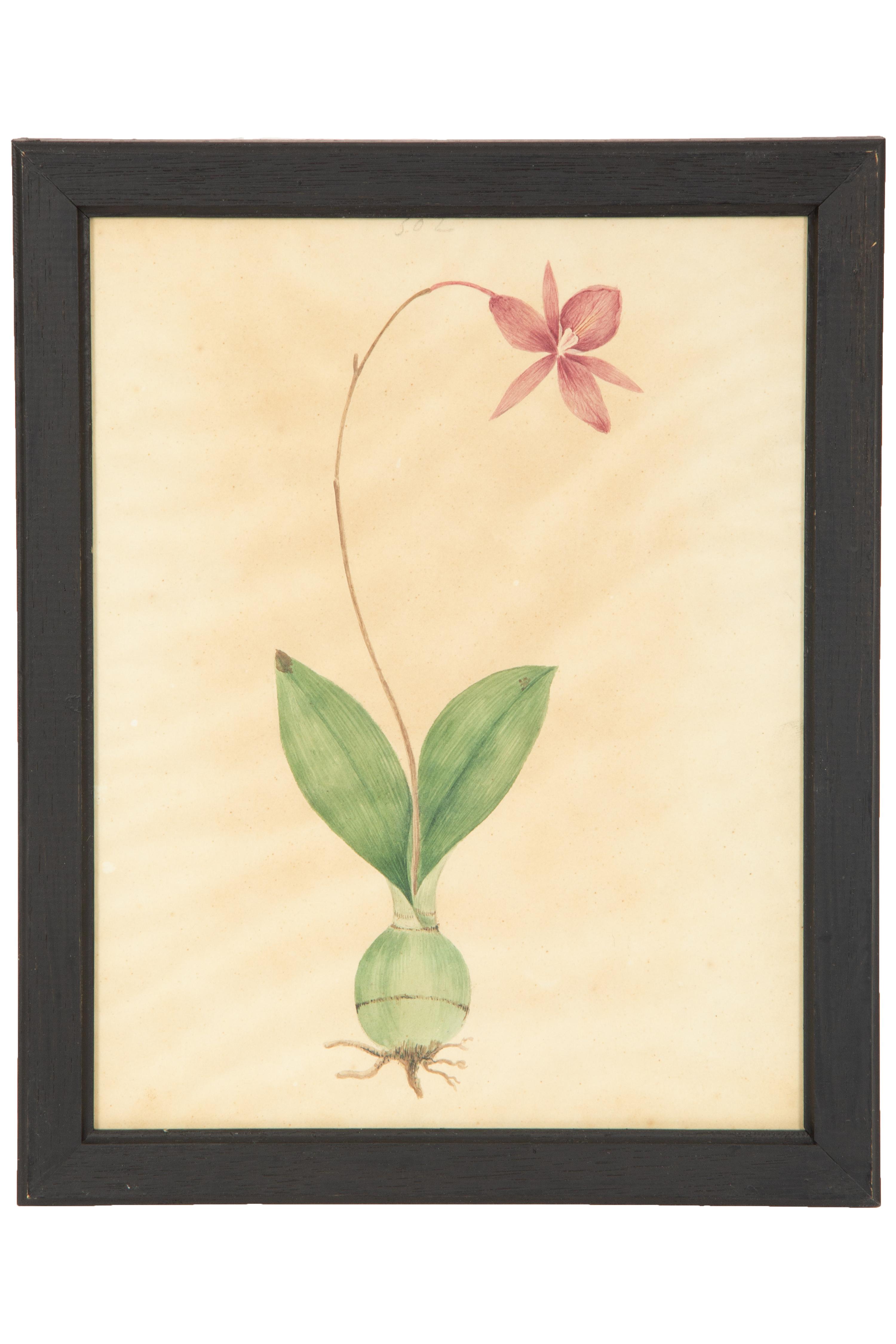 A Set of Eighteen Framed English Botanical Watercolor Illustrations