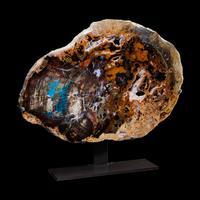 Fossilized Collawood