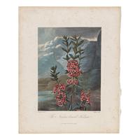 [Natural History] Thornton, Robert John. Group of 18 botanical plates from the 1812 quarto edition of "Temple of Flora"
