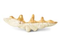 A Gilded Composition Model of a Giant Clam Shell