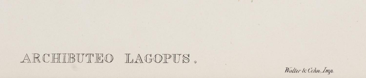 GOULD, John (1804-1881), after [Rough-legged Buzzard] Archibuteo Lagopus
