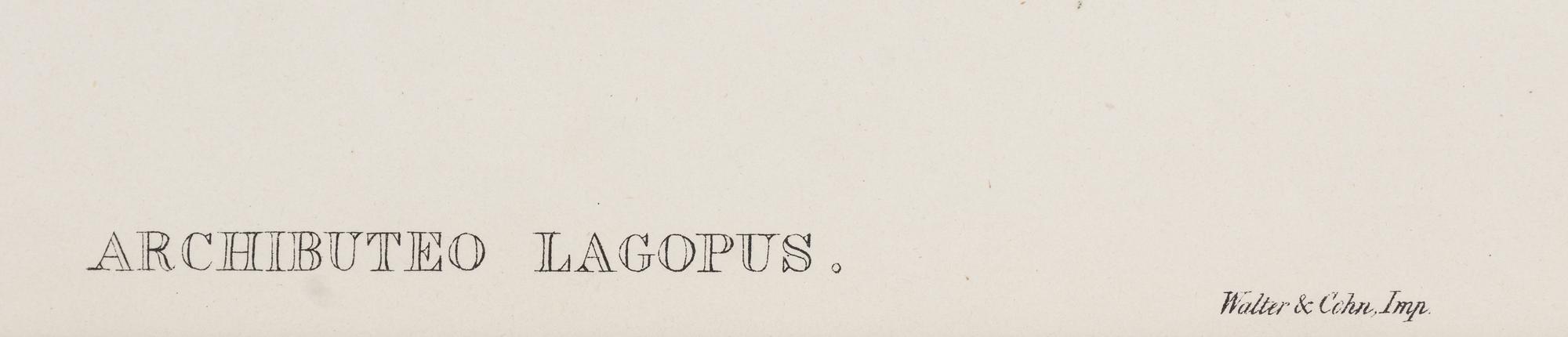 GOULD, John (1804-1881), after [Rough-legged Buzzard] Archibuteo Lagopus